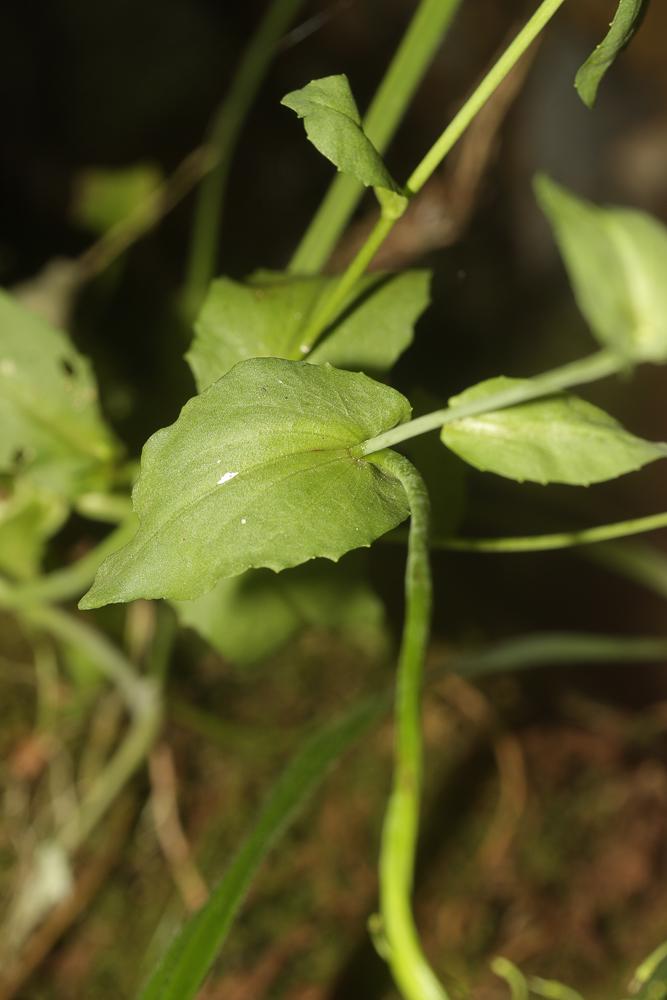 Tabouret d'Occitanie Noccaea caerulescens subsp. occitanica (Jord.) Kerguélen, 1993