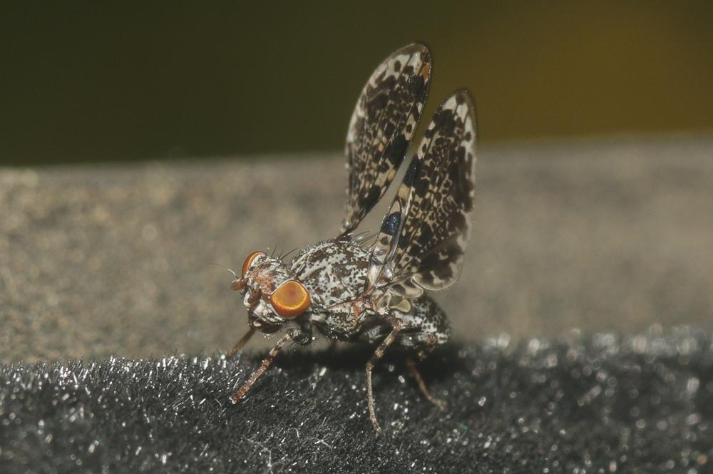 Callopistromyia annulipes (Macquart, 1855)