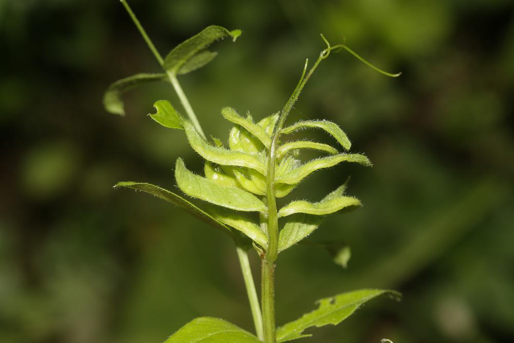  Dasineura viciae (Kieffer, 1888)