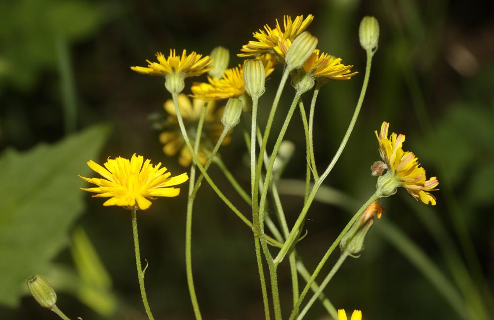 Crépide capillaire, Crépis à tiges capillaires Crepis capillaris (L.) Wallr., 1840