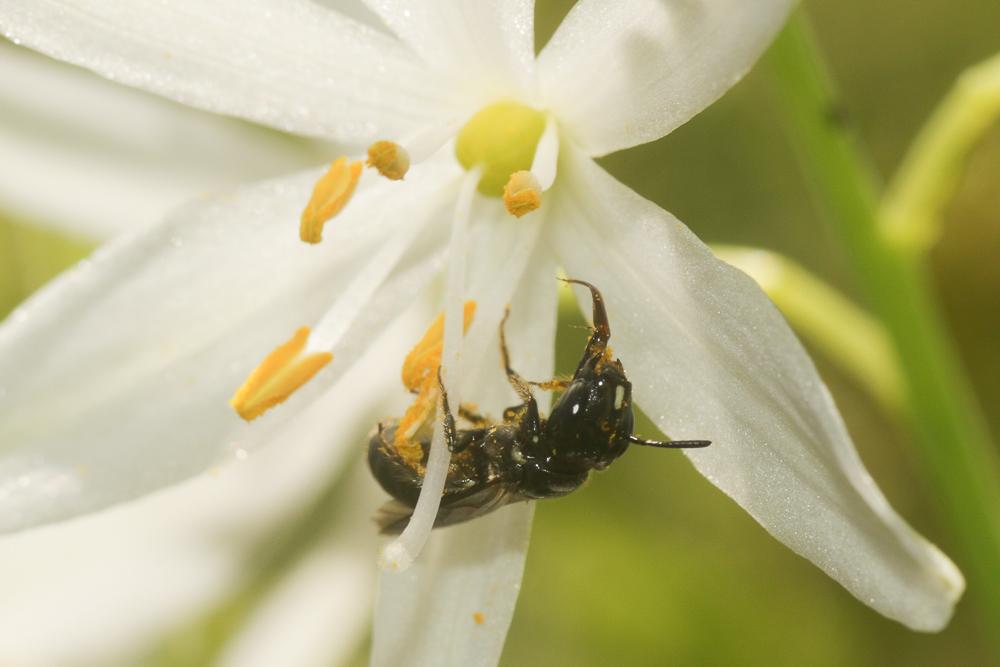Ceratine commune Ceratina cucurbitina (Rossi, 1792)
