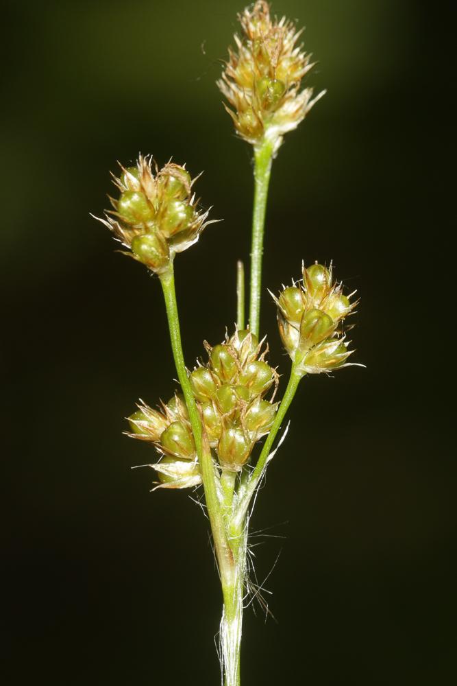 Luzule multiflore, Luzule à nombreuses fleurs Luzula multiflora (Ehrh.) Lej., 1811