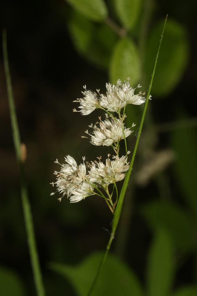 Luzule blanche, Luzule des neiges Luzula nivea (Nathh.) DC., 1805