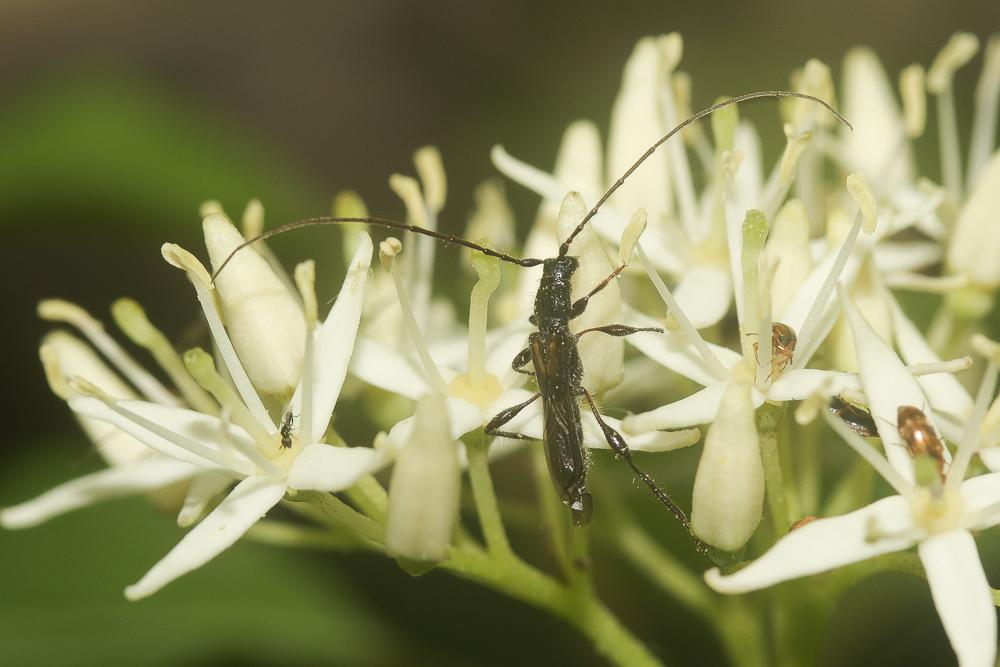  Glaphyra umbellatarum (Schreber, 1759)