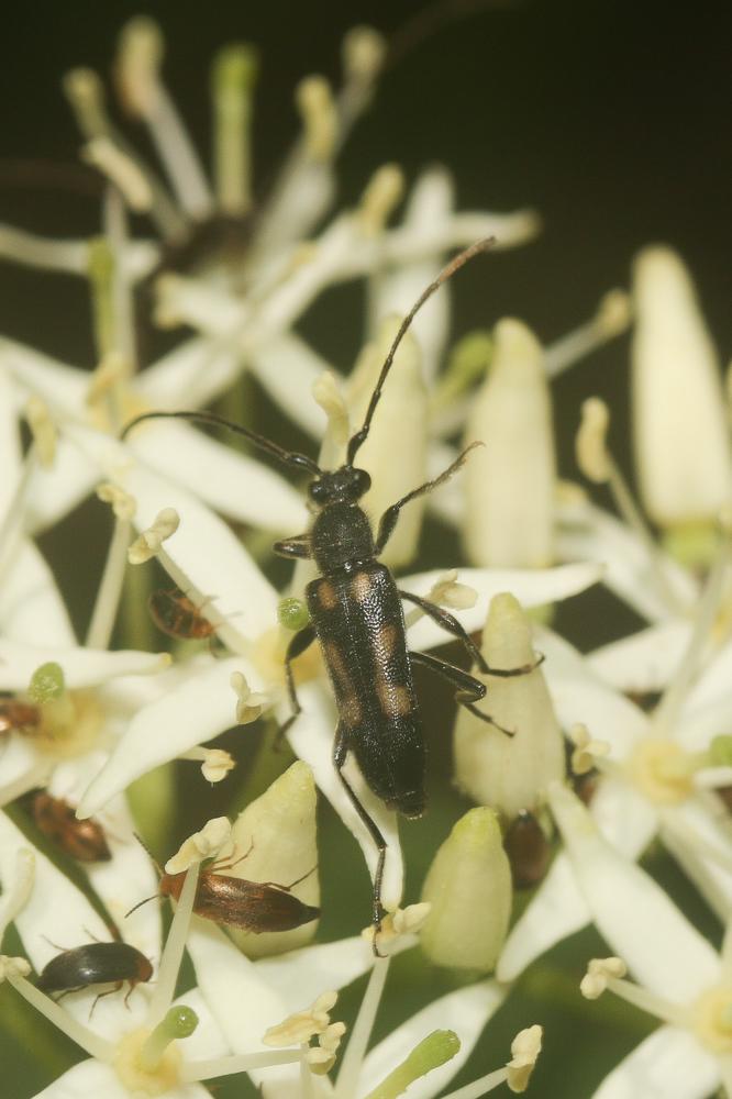  Anoplodera sexguttata (Fabricius, 1775)