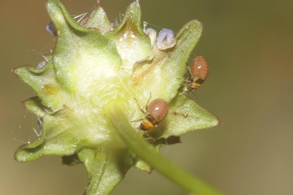 Strongylocoris obscurus (Rambur, 1839)