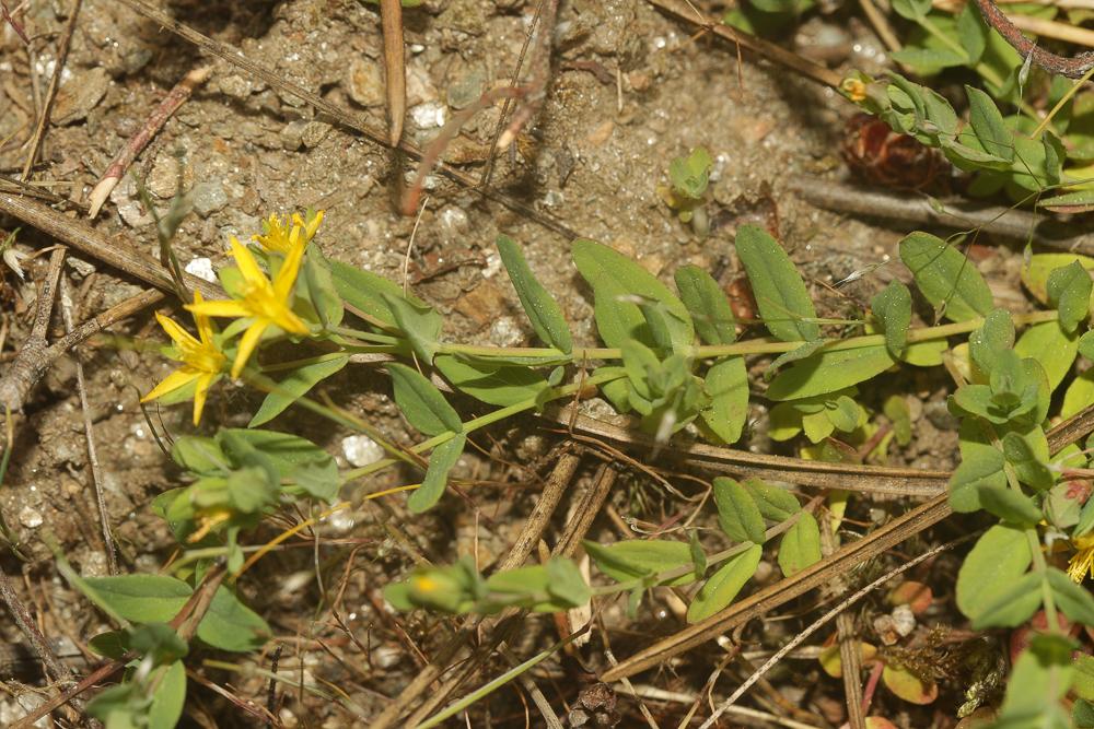 Millepertuis couché, Petit Millepertuis Hypericum humifusum L., 1753