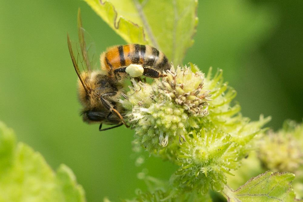 Abeille domestique, Abeille européenne, Abeille me Apis mellifera Linnaeus, 1758