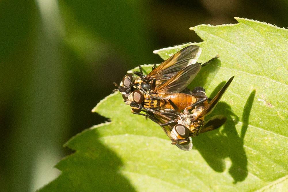  Trichopoda pennipes (Fabricius, 1781)