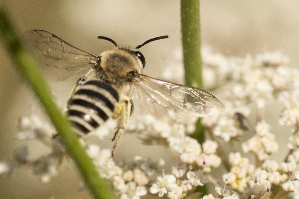 Le  sp. Colletes Latreille, 1802 sp.