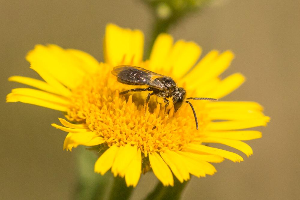 Le  sp. Lasioglossum Curtis, 1833 sp.