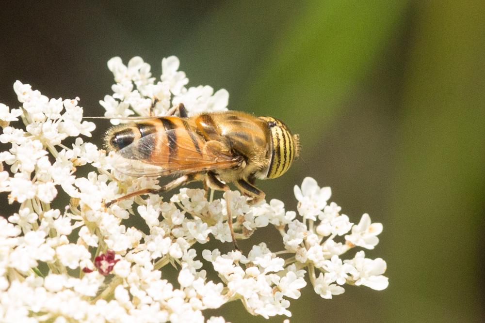  Eristalinus taeniops (Wiedemann, 1818)
