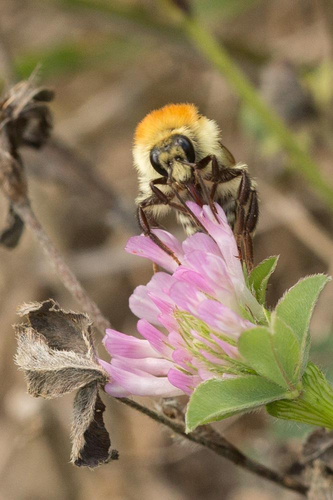Le Bourdon des champs Bombus pascuorum (Scopoli, 1763)