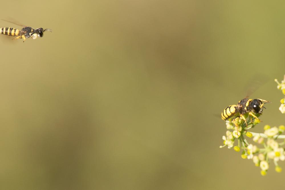  Lestica clypeata (Schreber, 1759)