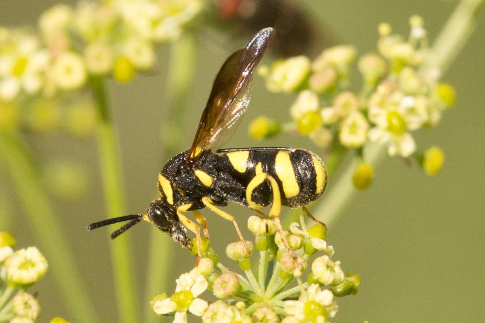 Le  Leucospis dorsigera Fabricius, 1775
