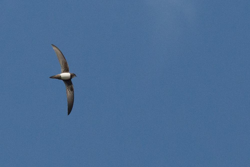 Martinet à ventre blanc, Martinet alpin Tachymarptis melba (Linnaeus, 1758)