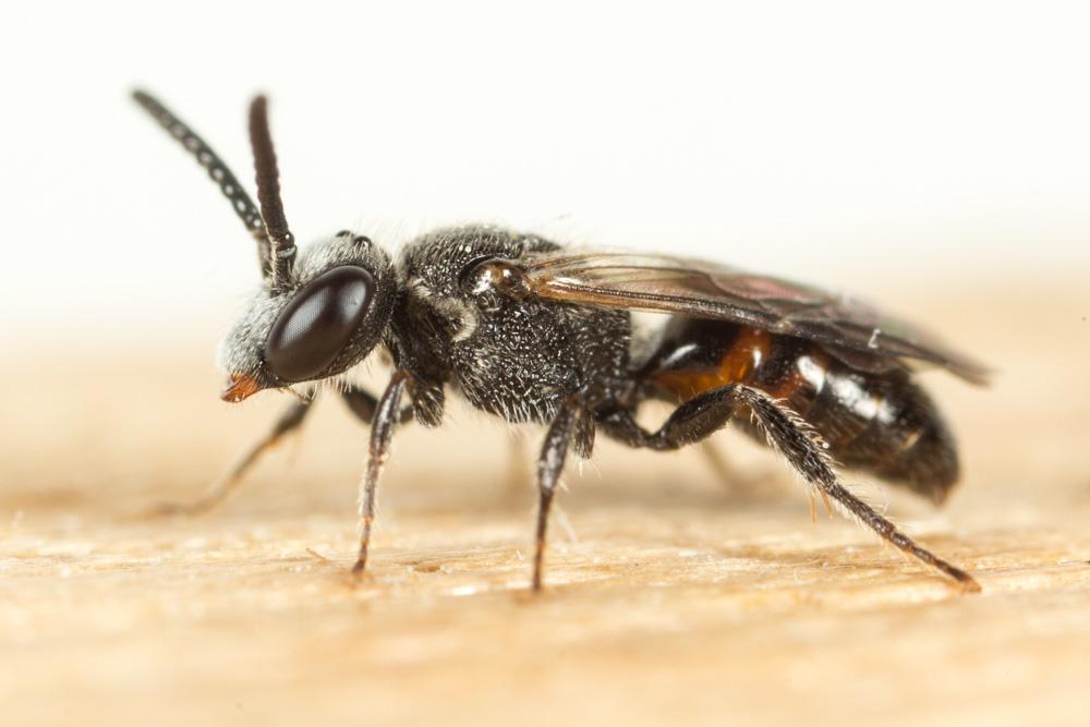  Sphecodes niger Hagens, 1874