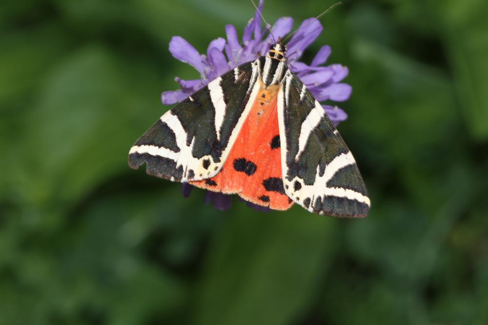 Écaille chinée (L') Euplagia quadripunctaria (Poda, 1761)