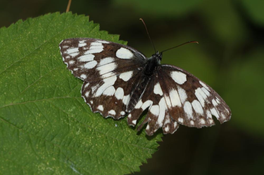 Demi-Deuil (Le), Échiquier (L'), Échiquier commun  Melanargia galathea (Linnaeus, 1758)