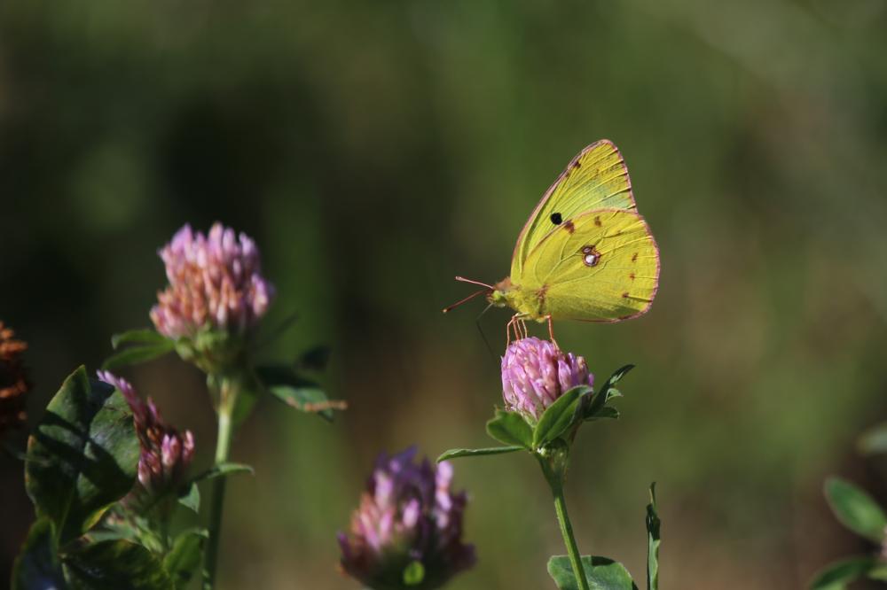 Soufré (Le), Piéride soufrée (La), Soufre (Le), Fa Colias hyale (Linnaeus, 1758)