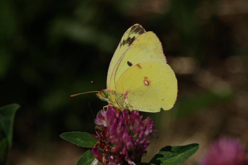 Soufré (Le), Piéride soufrée (La), Soufre (Le), Fa Colias hyale (Linnaeus, 1758)