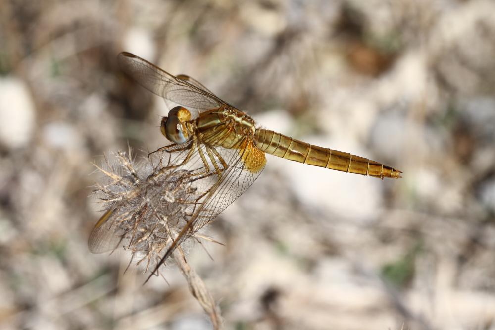 Sympétrum de Fonscolombe (Le) Sympetrum fonscolombii (Selys, 1840)