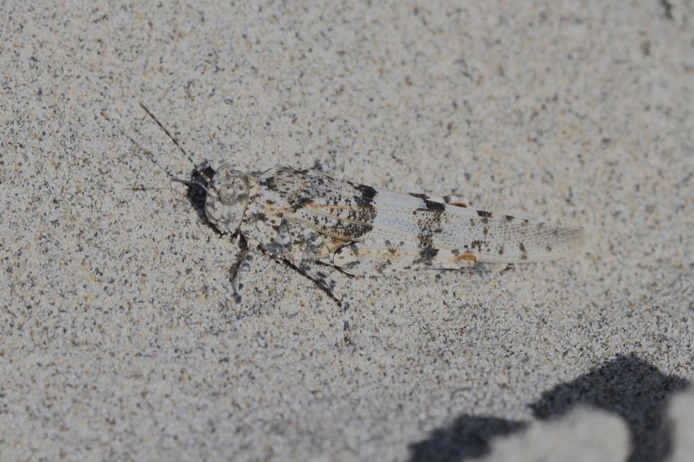  Sphingonotus Fieber, 1853