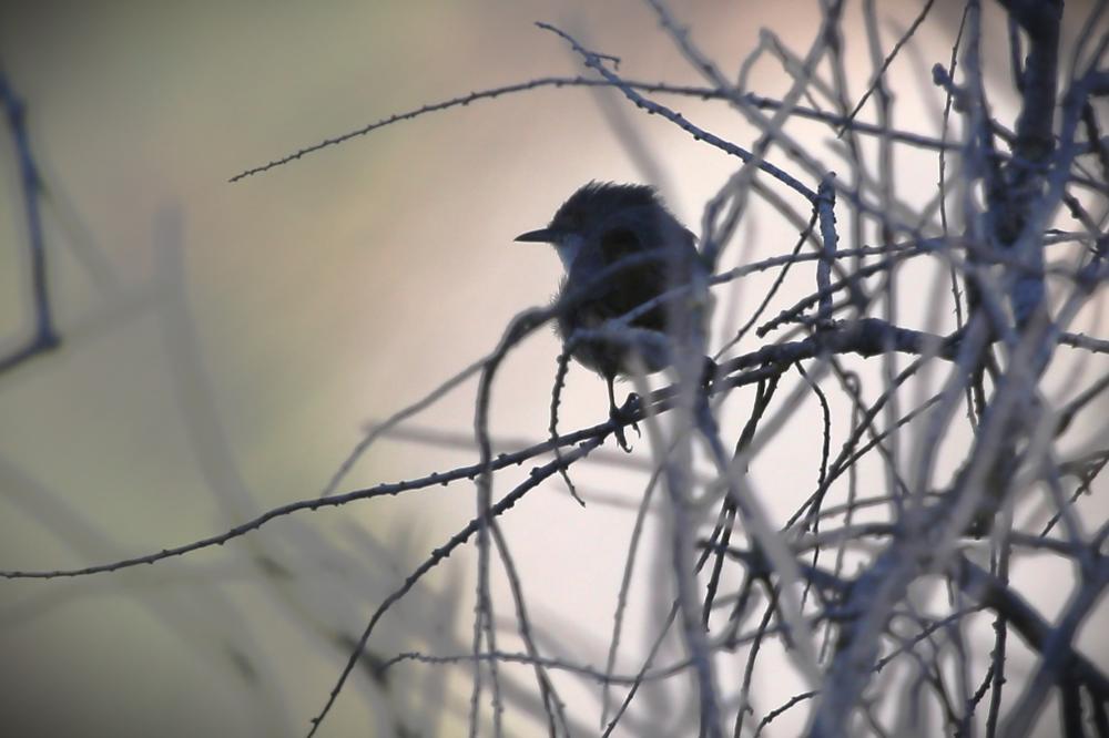 Gobemouche noir Ficedula hypoleuca (Pallas, 1764)