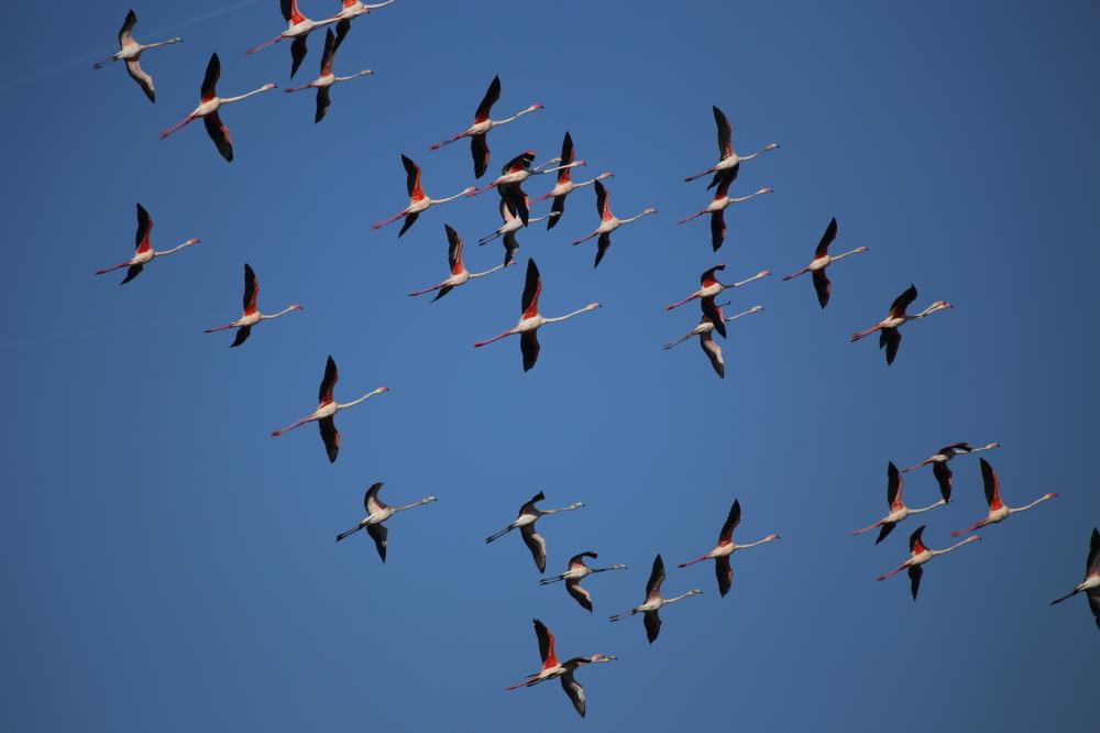 Flamant rose Phoenicopterus roseus Pallas, 1811