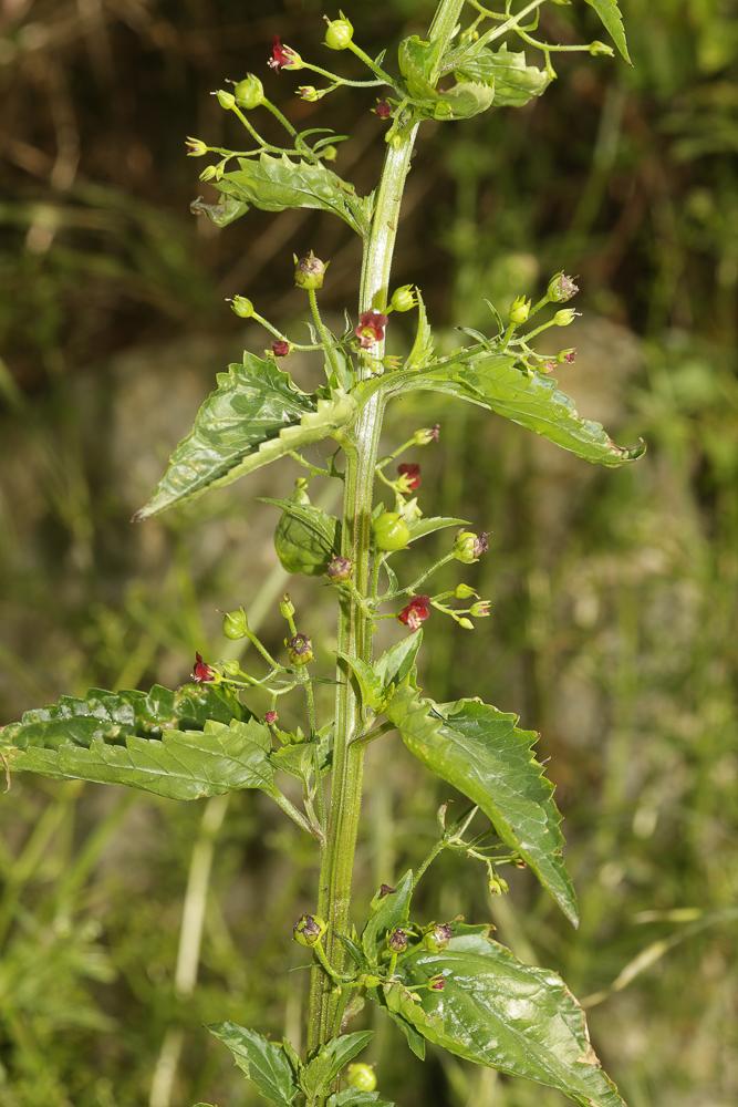 Scrophulaire voyageuse Scrophularia peregrina L., 1753