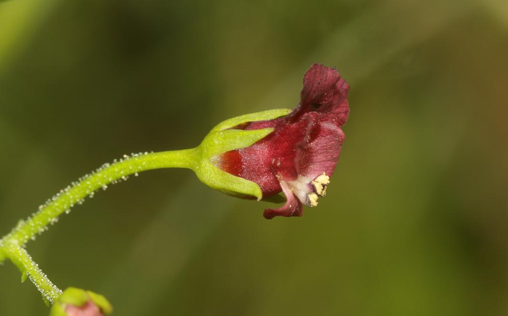 Scrophulaire voyageuse Scrophularia peregrina L., 1753