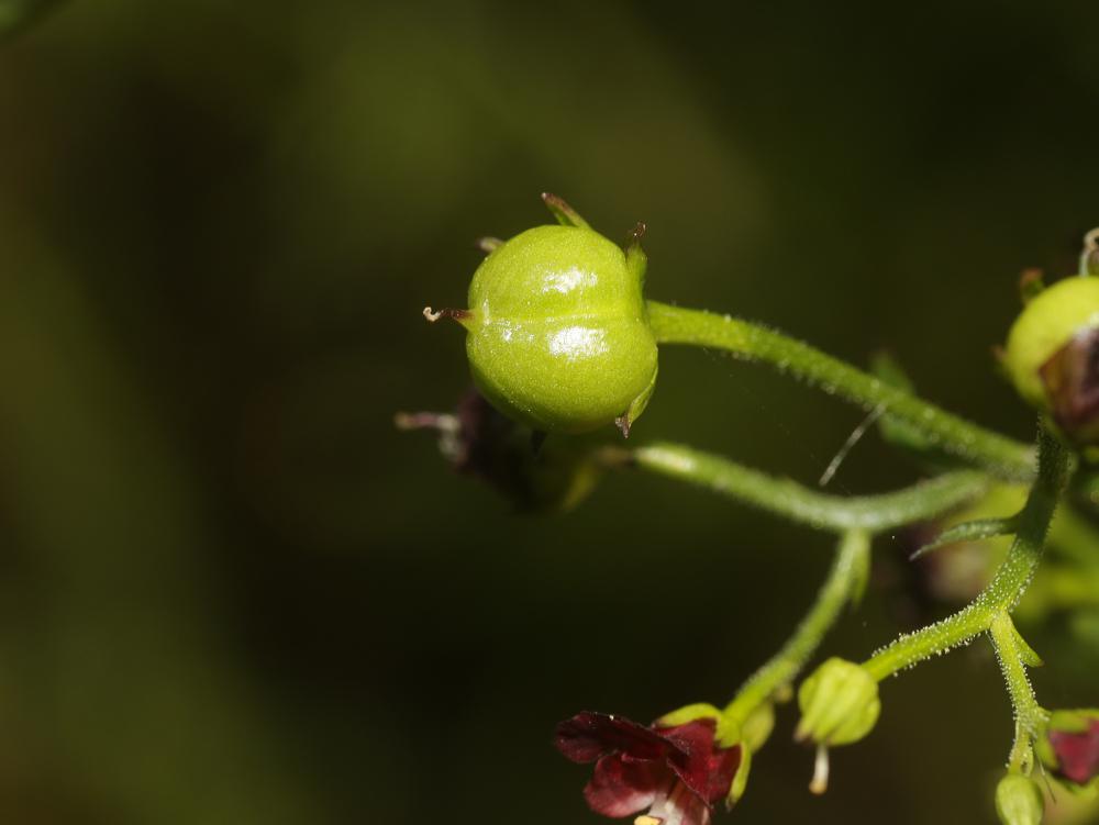 Scrophulaire voyageuse Scrophularia peregrina L., 1753