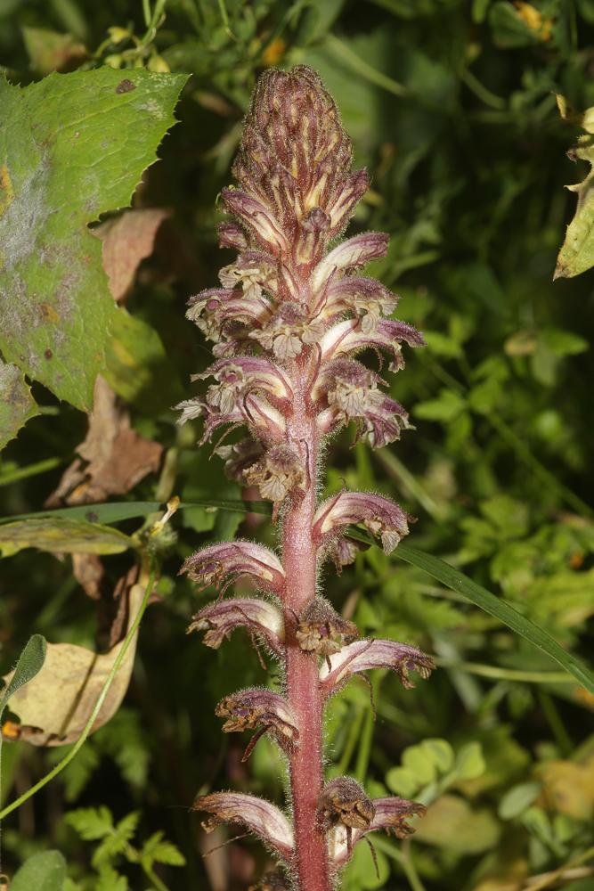 Orobanche du trèfle, Petite Orobanche Orobanche minor Sm., 1797