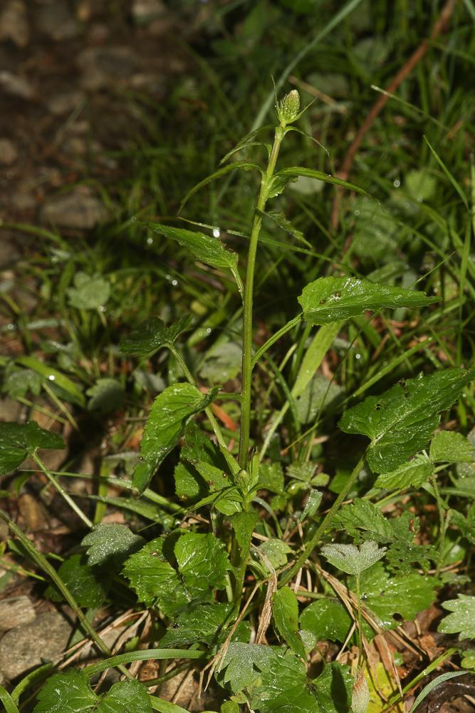 Raiponce en épi Phyteuma spicatum L., 1753