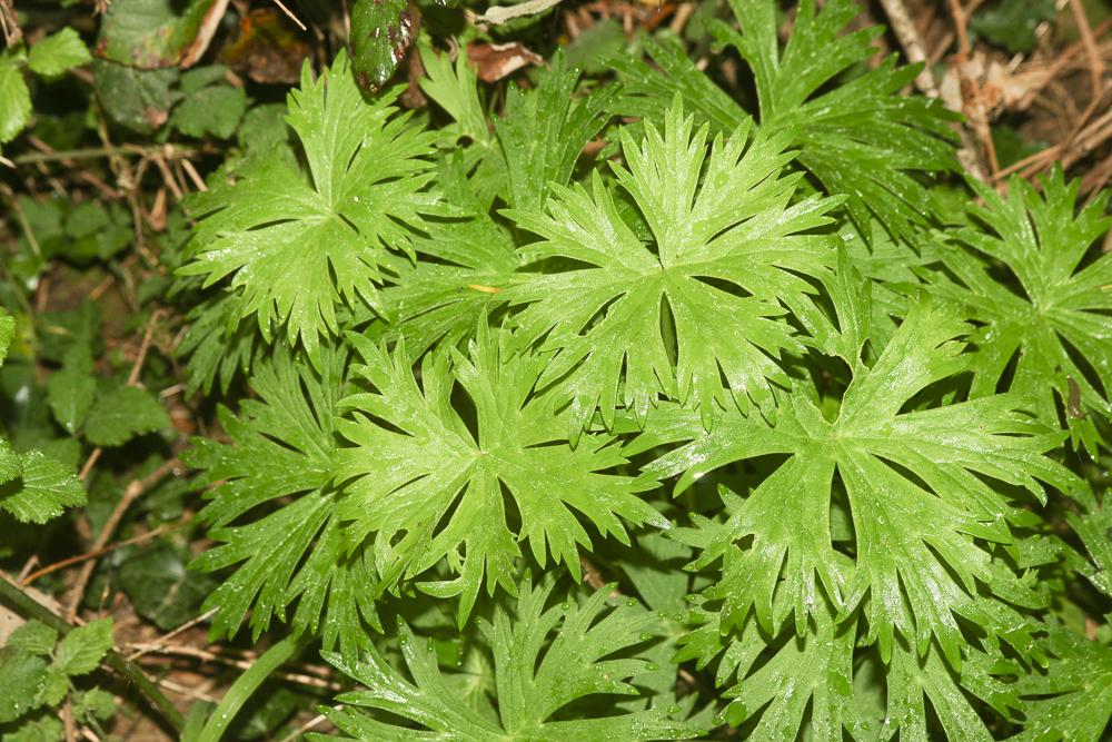 Aconit de Naples Aconitum lycoctonum subsp. neapolitanum (Ten.) Nyman, 1878