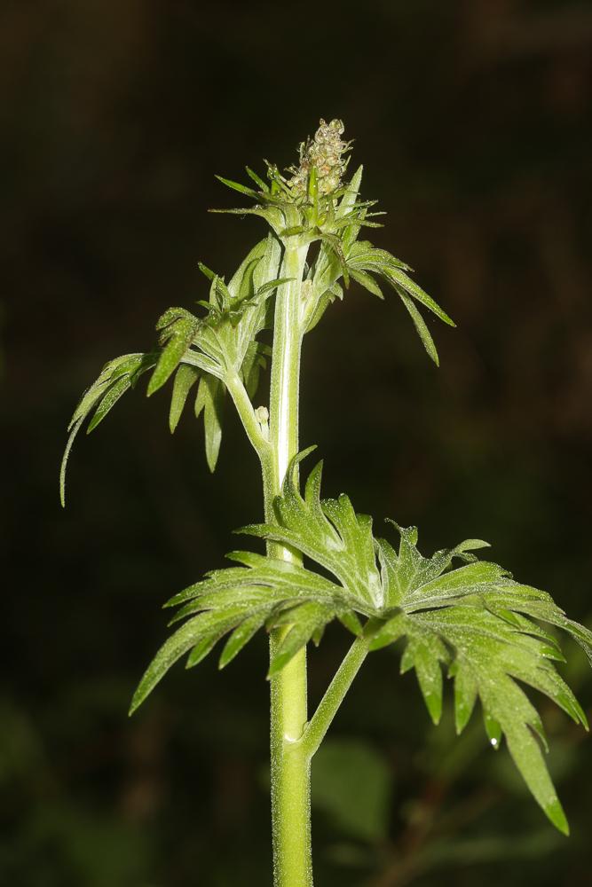Aconit de Naples Aconitum lycoctonum subsp. neapolitanum (Ten.) Nyman, 1878