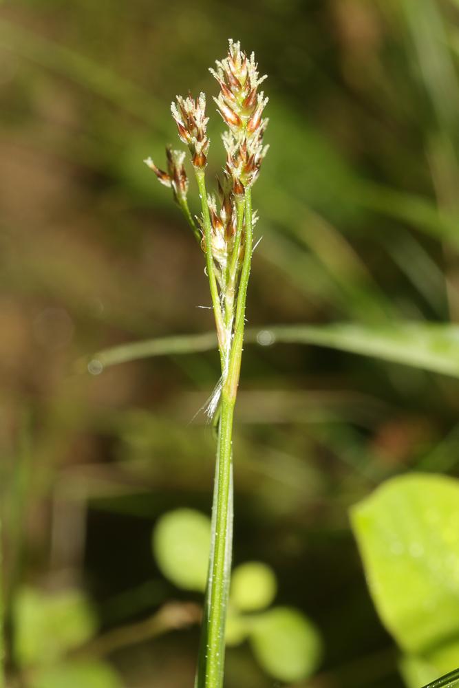 Luzule multiflore, Luzule à nombreuses fleurs Luzula multiflora (Ehrh.) Lej., 1811