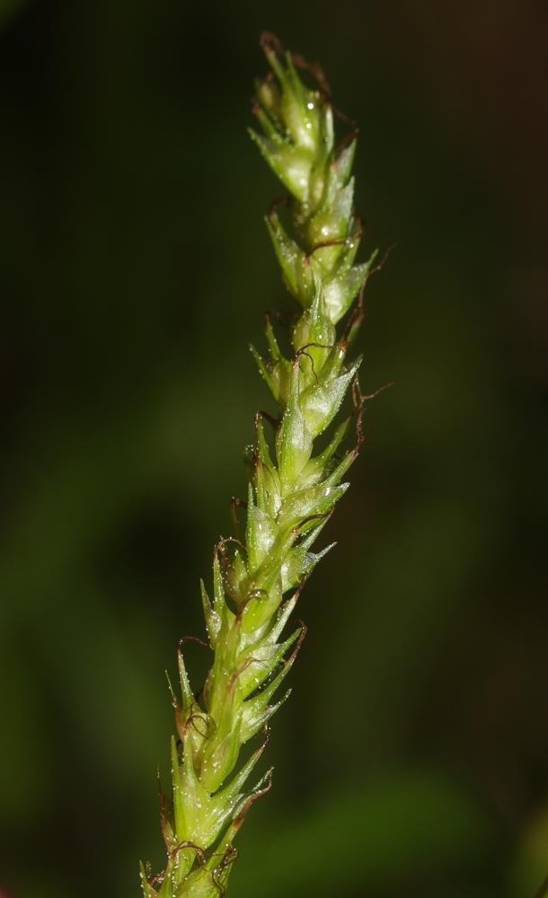 Laîche des bois Carex sylvatica Huds., 1762