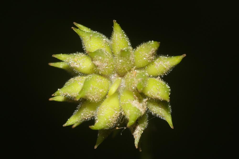Anémone des bois, Anémone sylvie Anemone nemorosa L., 1753