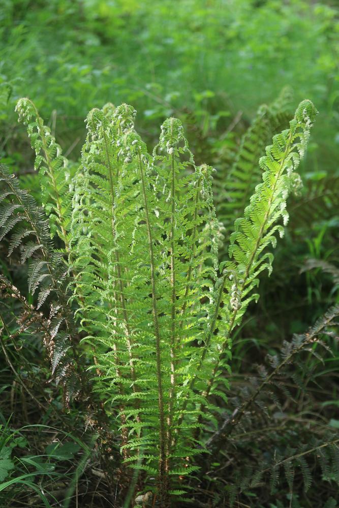 Polystic à frondes soyeuses, Fougère des fleuriste Polystichum setiferum (Forssk.) T.Moore ex Woyn., 1913