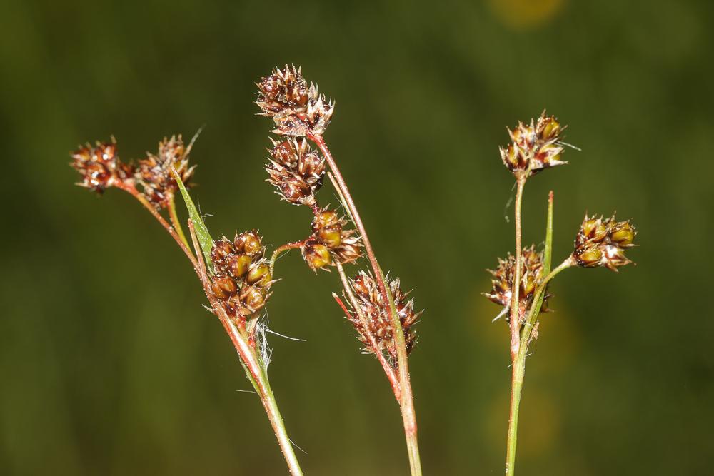 Luzule champêtre Luzula campestris (L.) DC., 1805