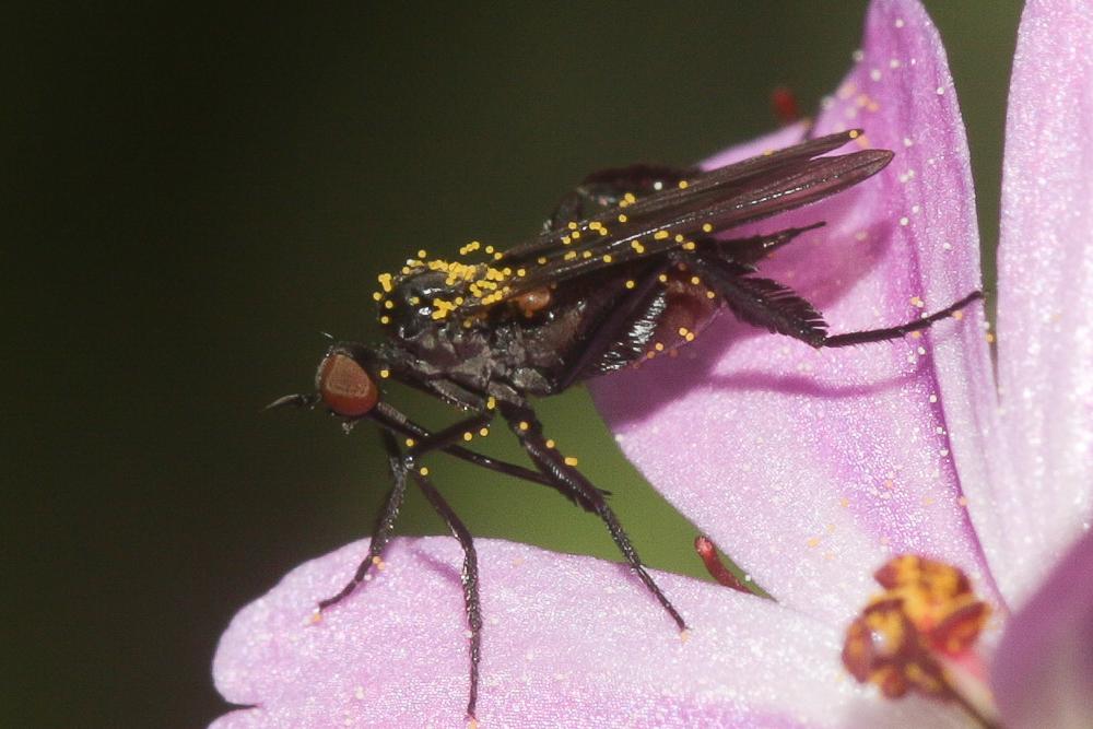  Empis pennipes Linnaeus, 1758