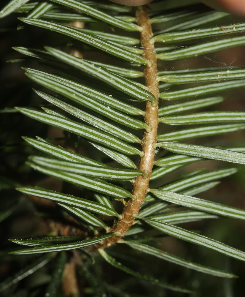 Sapin de Douglas, Pin de l'Orégon Pseudotsuga menziesii (Mirb.) Franco, 1950