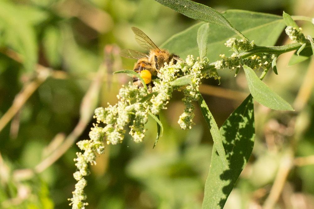 Abeille domestique, Abeille européenne, Abeille me Apis mellifera Linnaeus, 1758