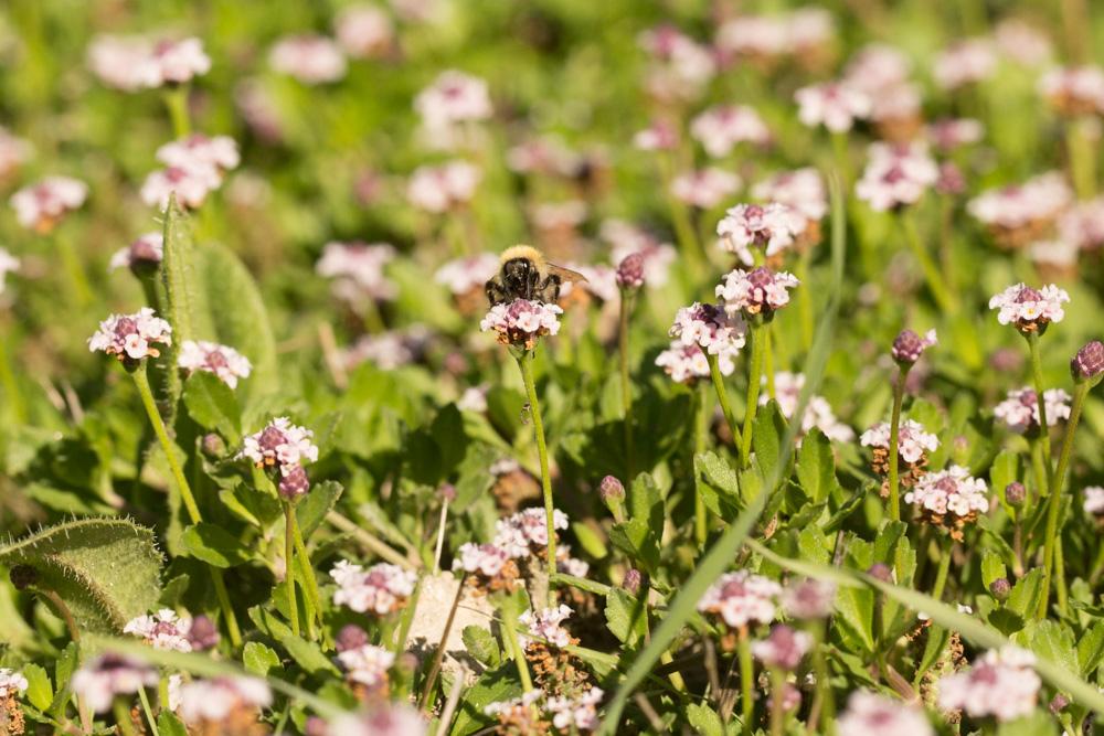 Bourdon des champs Bombus pascuorum (Scopoli, 1763)