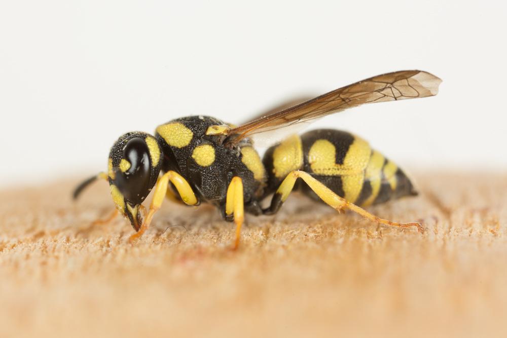  Euodynerus dantici (Rossi, 1790)