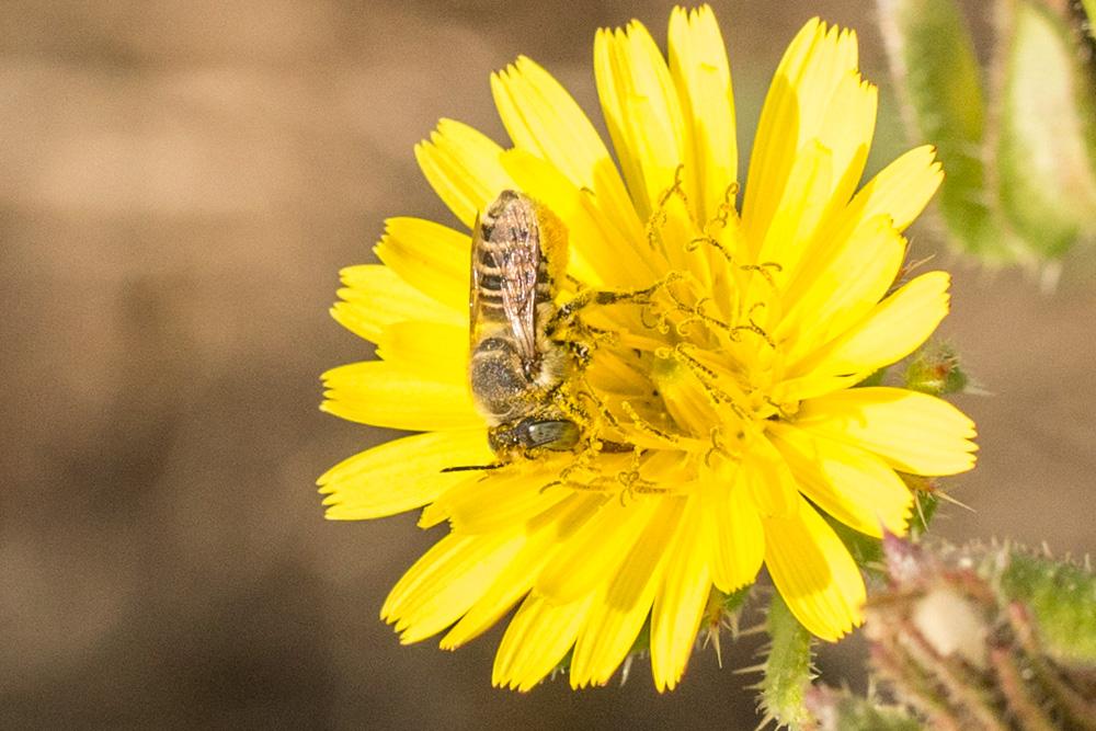  Megachile pilidens Alfken, 1924