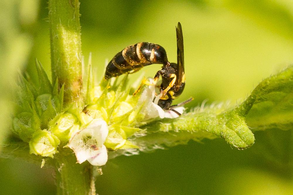  Hylaeus pictus (Smith, 1853)