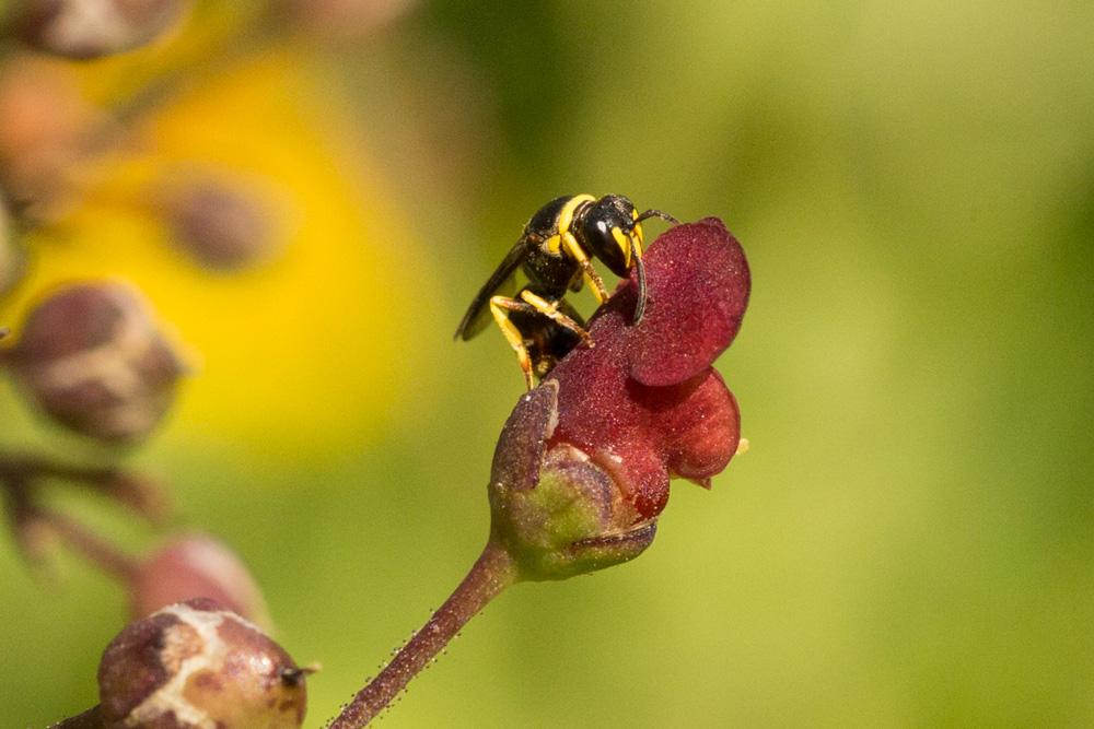 Hylaeus pictus (Smith, 1853)