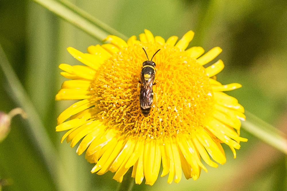 Hylaeus pictus (Smith, 1853)